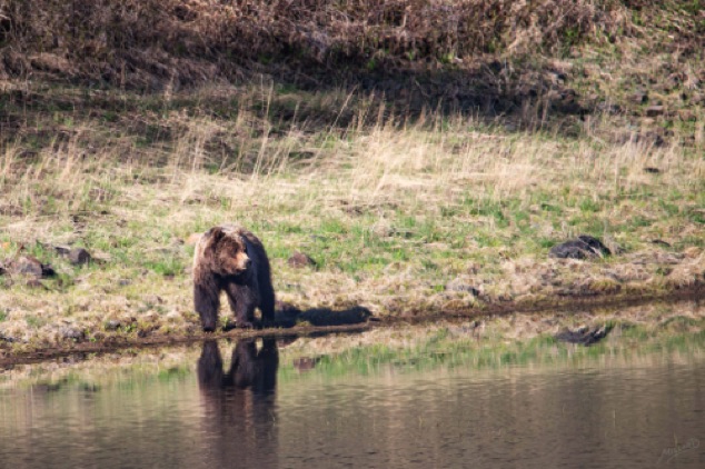 Grizzly Bear
Phantom Lake, Yellowstone